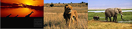 Best Safari & Tours